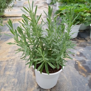 CÂY OẢI HƯƠNG - LAVENDER