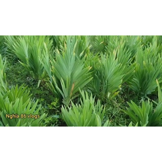 Cây rẻ quạt(cây xạ can)( cây to cỡ vừa cao 25 đến 40cm)