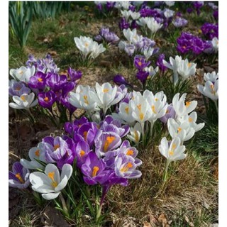 10 củ hoa nghệ tây Crocus đã có mầm