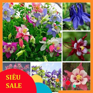 Hạt giống cỏ bồ câu hoa lan chuông 100 hạt tết khuyến mại