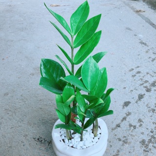 Chậu Kim Tiền Thái