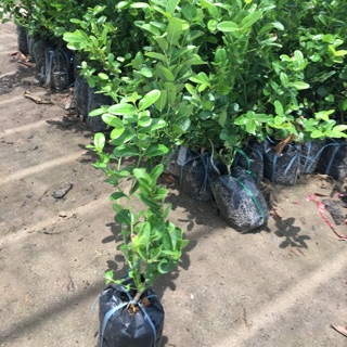 Cây giống siro