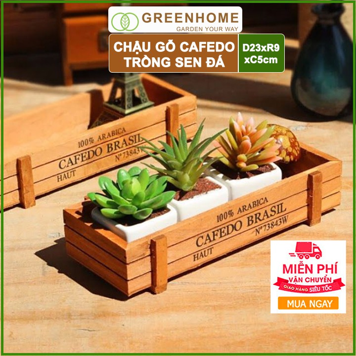 Chậu gỗ trồng sen đá Cafedo, D23xR9xC5cm, màu gỗ, trang trí cây cảnh để bàn, xương rồng |Greenhome