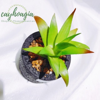 Cây Giả - Chậu sen đá nha đam MSOA