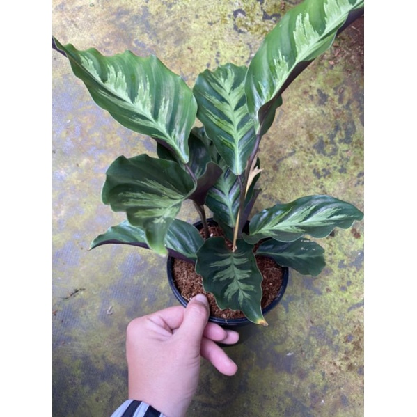 Calathea Misto - Cây đẹp dễ chăm sức sống tốt