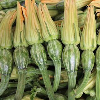 Hạt giống bí nụ siêu bông