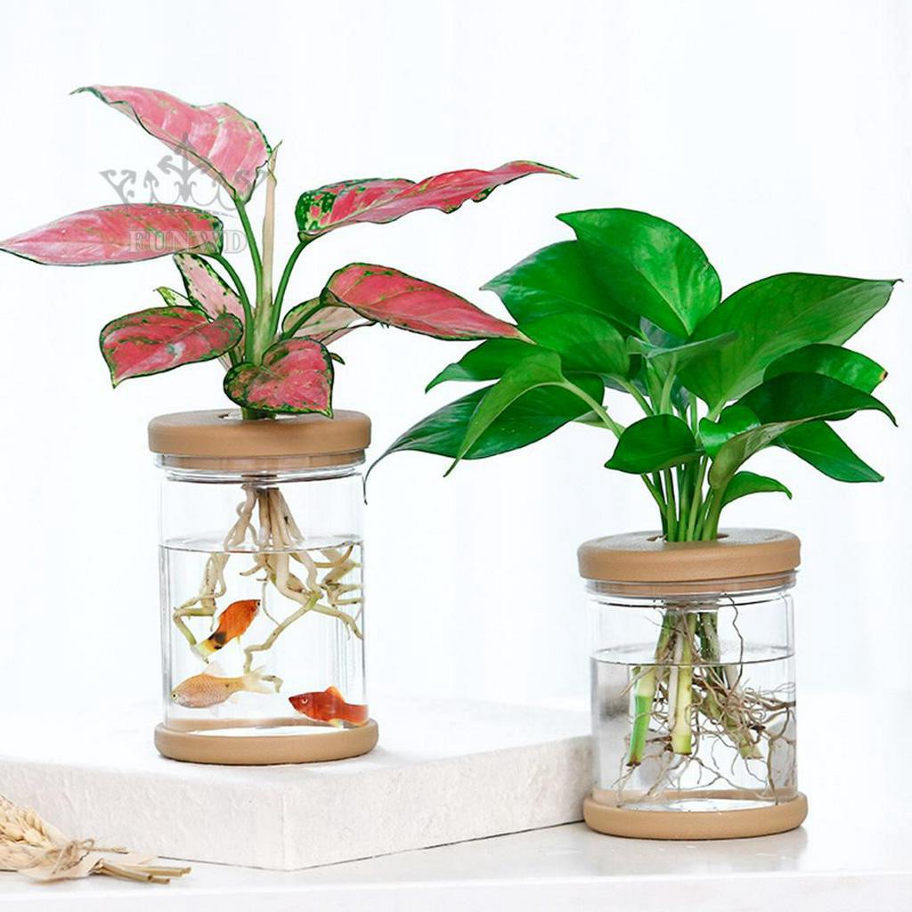 Bộ 2 Chậu Nhựa Trồng Cây Trong Suốt