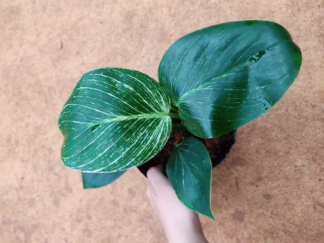 Cây đế vương hoàng kim - Philodendron birkin