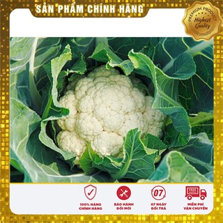 Hạt Giống Súp Lơ Trắng F1