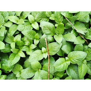 Cây giống rau quế vị - rau xá xị (50 cây/cành giống)