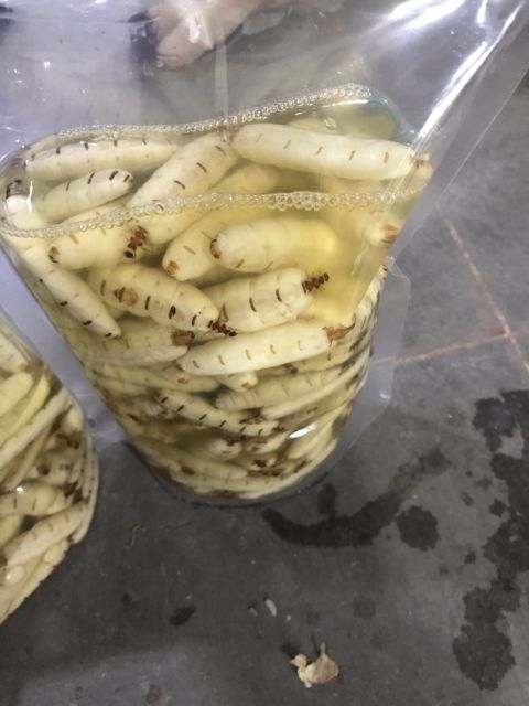 Mối Chúa (Size Đại 10 Con)