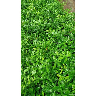 cây chúc giống , cây chúc ăn  lá