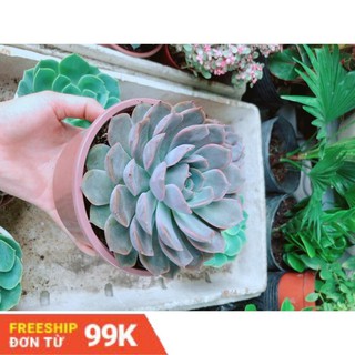 Sen Đá Tím Cánh Cứng Size Đại