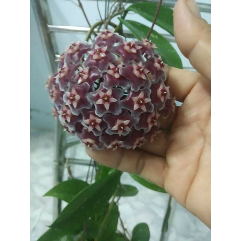 Cẩm Cù Sao Biển
