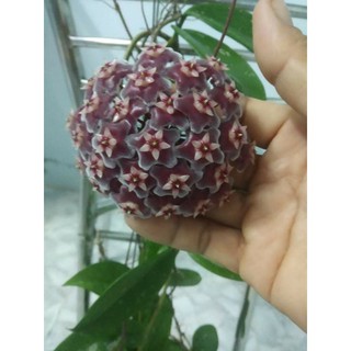 Cẩm Cù Sao Biển