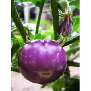 Hạt giống CÀ BÁT TÍM LAI F1