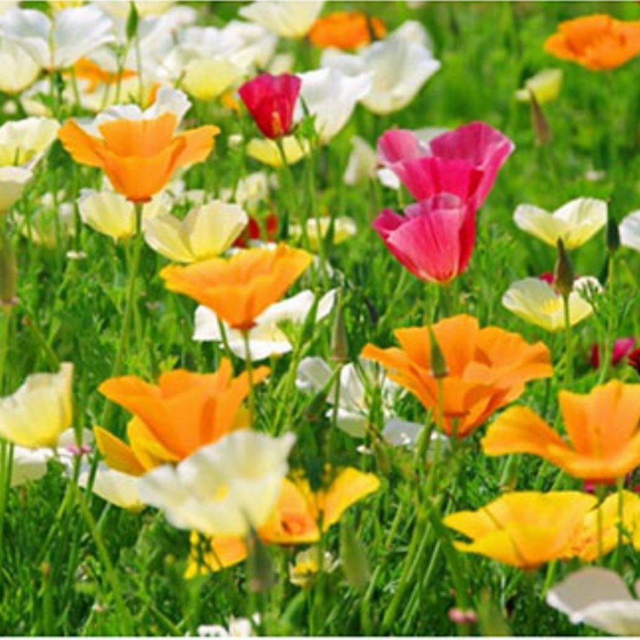 Hạt giống hoa Poppy cao cây mix -100 hạt Lucky seed