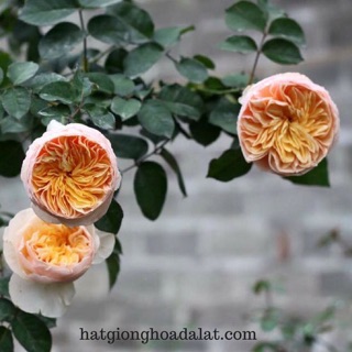 Combo 3 cây hoa hồng juliet-siêu đẹp