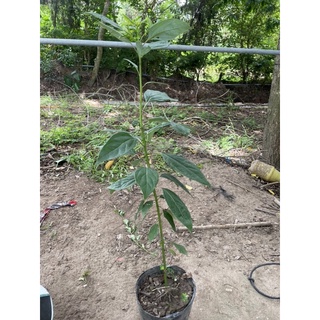 Cây Giống Xá Xị