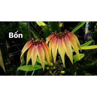 Hoa Lan lọng xoè(1 bó) HOA TẾT kèm phân