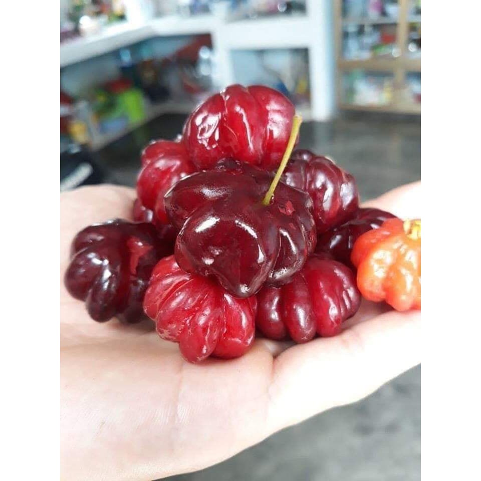 Cây giống Cherry Surinam - Giống Cherry Khía 8 múi ngoại nhập hay còn gọi Anh Đào Đen xuất xứ Brazil