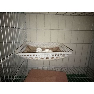 40 Trứng giả bồ câu ( trứng đặc )