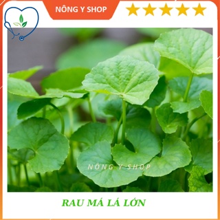 Hạt Giống Rau má lá nhỏ Rang Đông - Rado 05- 1g