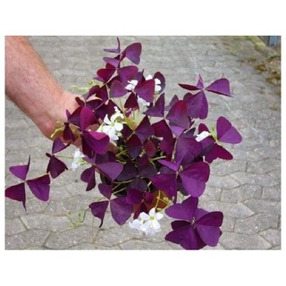 set 10 củ hoa bướm đêm( me chua đất lá tím)