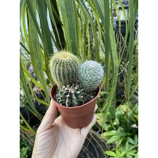 Xương rồng bộ ba