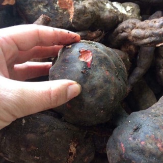 HÀ thủ ô củ tươi 1kg