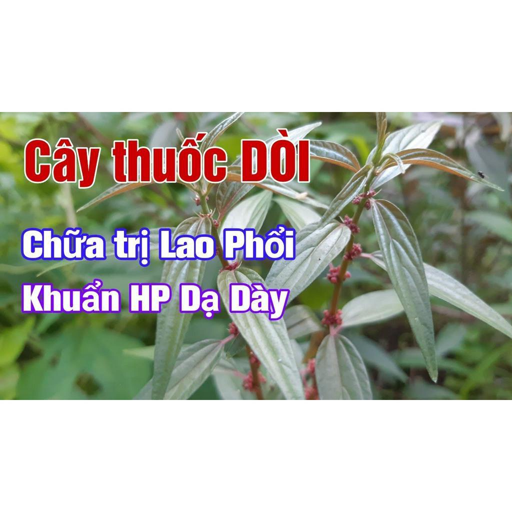 Cây Thuốc Dòi  Loại Tím sấy khô  giúp Thanh Nhiệt, Trừ Ho, Giảm Đau Họng - Hàng công ty Thảo Dược Việt