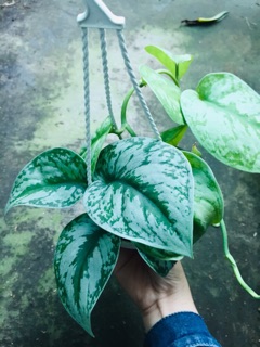TRẦU BÀ PHÁP CHẬU TREO MINI