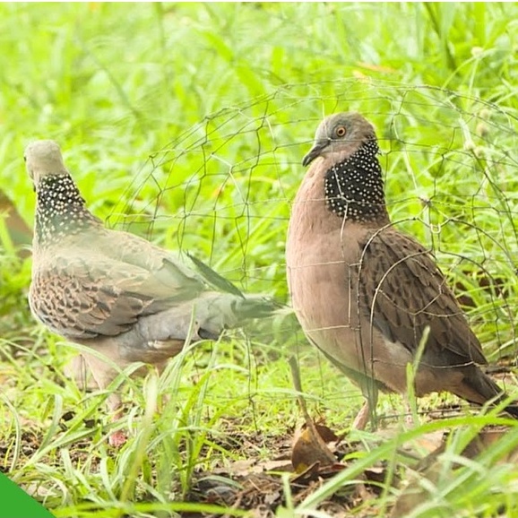 Bội Úp Chim Cu Gáy Siêu Rẻ