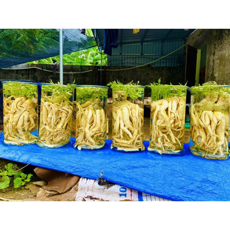 Combo 5 bình đinh lăng trơn