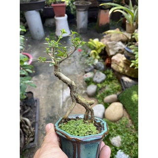 Sam hương bonsai mini có chậu tròn