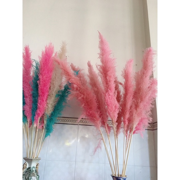 ⭐️Ảnh thực tế⭐️ Cỏ lau khô khổng lồ nhiều màu trang trí