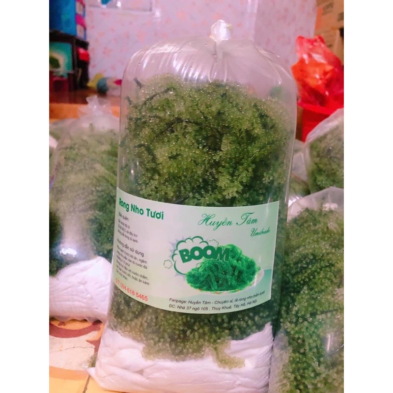 RONG NHO BIỂN TƯƠI ( ĐÓNG TÚI 1 KG) | BigBuy360 - bigbuy360.vn