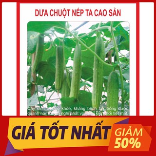 Hạt giống Dưa Chuột Nếp Ta 10 Hạt