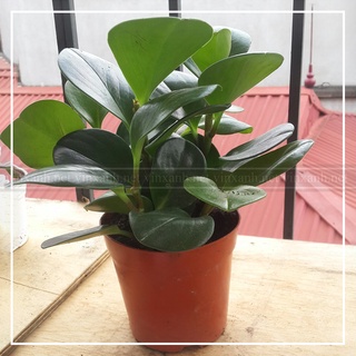 Cây trường sinh mini để bàn