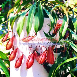 Cây nắp ấm N. Mirabilis x Kampotiana