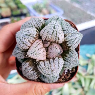 Sen đá haworthia