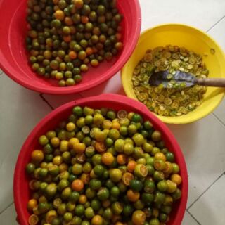 Tắc xí muội