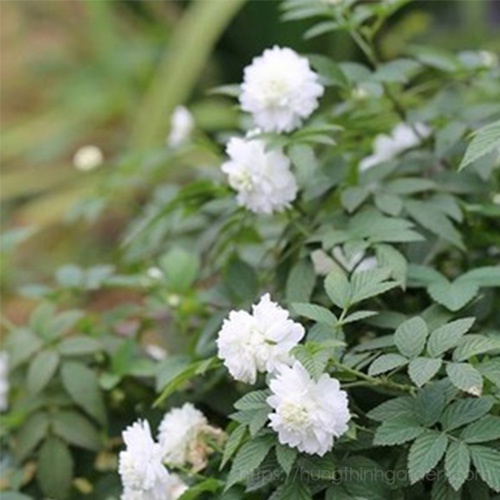 Hạt giống Hoa hồng tầm xuân bắc
