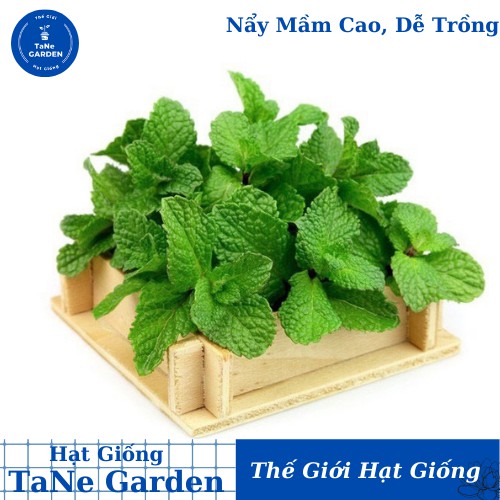 100h Hạt Giống Húng Bạc Hà Âu Húng Lũi Âu - TaNe Garden