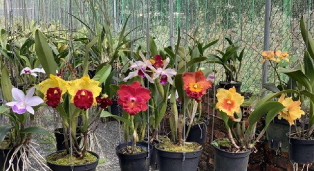 Cattleya Trưởng Thành Sắp Cho Hoa Đủ Màu Sắc