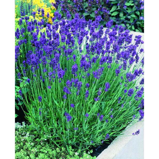 100 hạt giống hoa oải hương - lavender