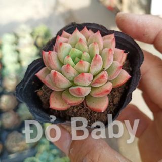 Sen Đá Đỏ Baby