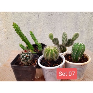 Set 5 xương rồng mini (giao ngẫu nhiên) Hoa Đá BMT