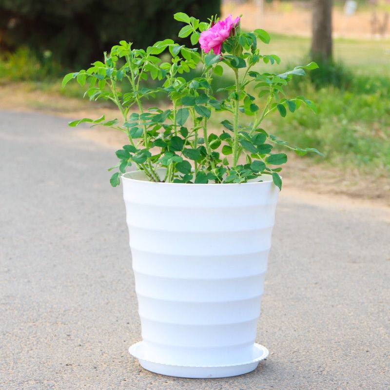 Chậu trồng cây vòng tròn trắng cao kích thước 25cmx30cm