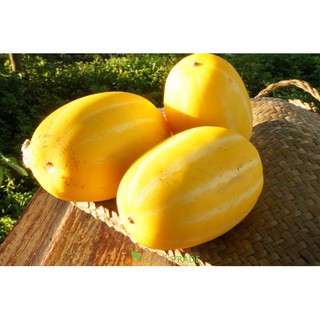 Hạt giống dưa lê vàng Hàn Quốc